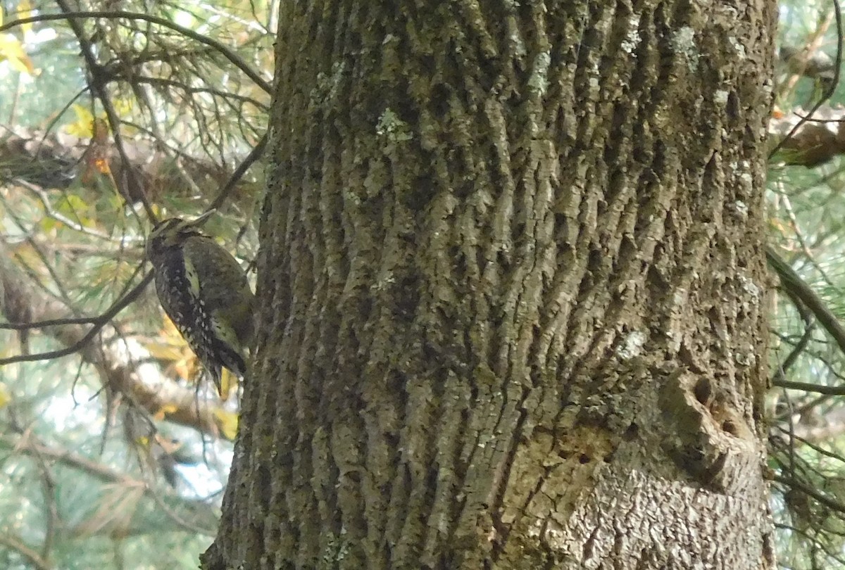 Yellow-bellied Sapsucker - ML120268881