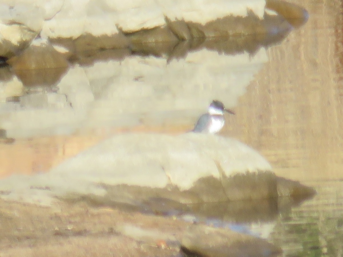 Belted Kingfisher - ML120269761