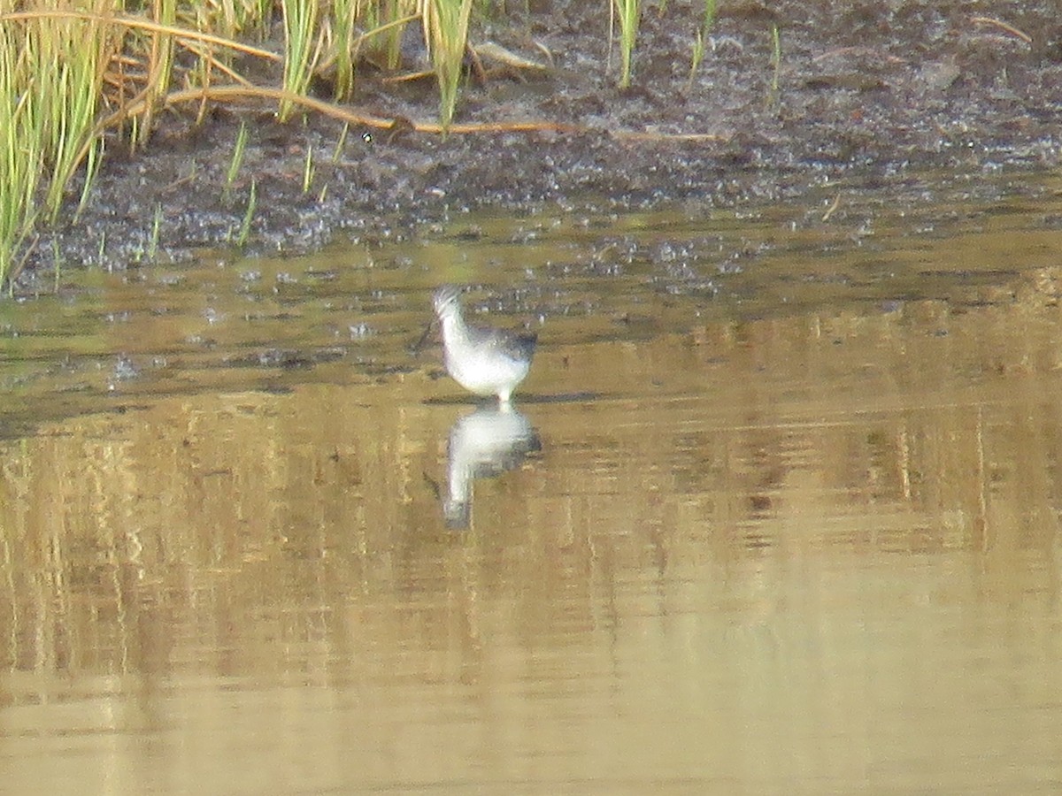 Greater Yellowlegs - ML120269861