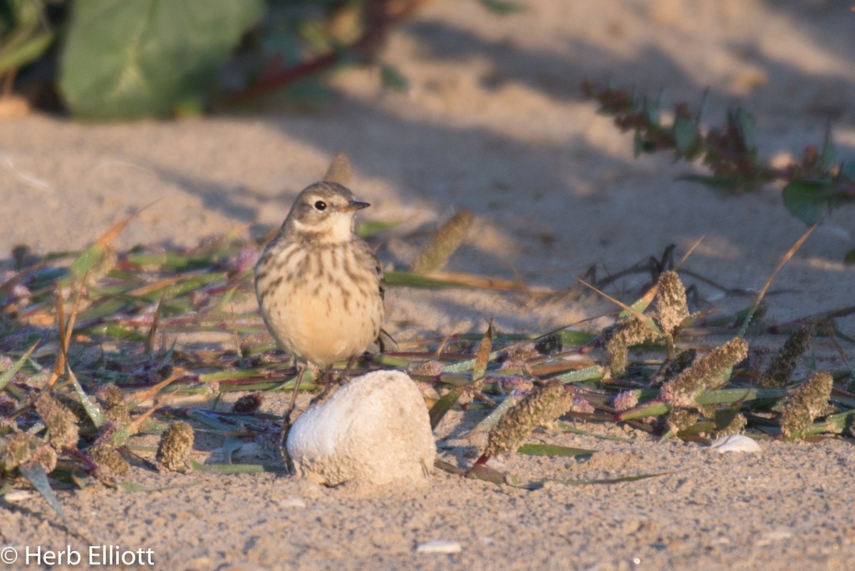 American Pipit - ML120270731