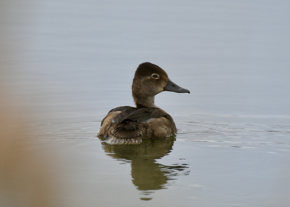 Ring-necked Duck - Joe Wujcik