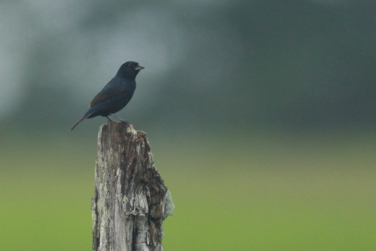 Blue-black Grassquit - ML120273241