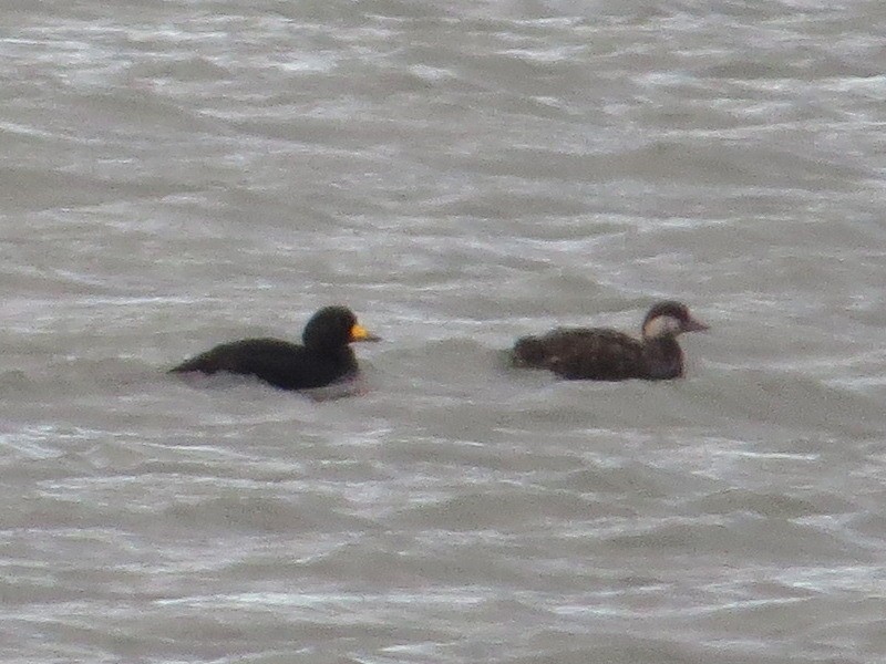 Black Scoter - ML120273571