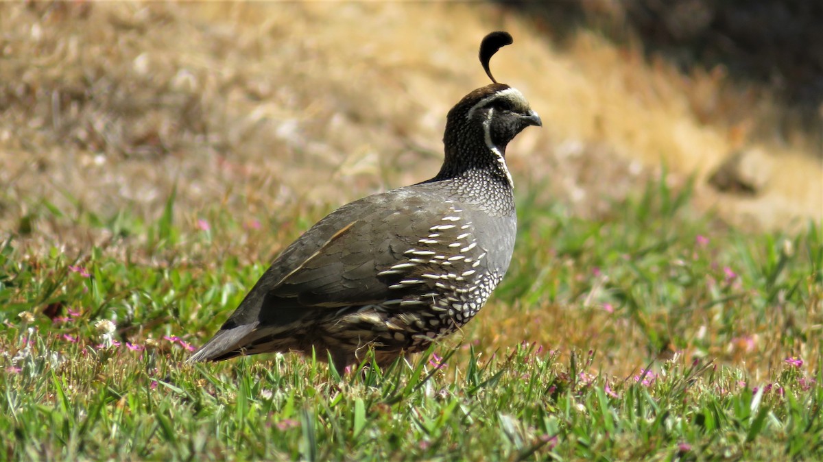 California Quail - Kay Wylie