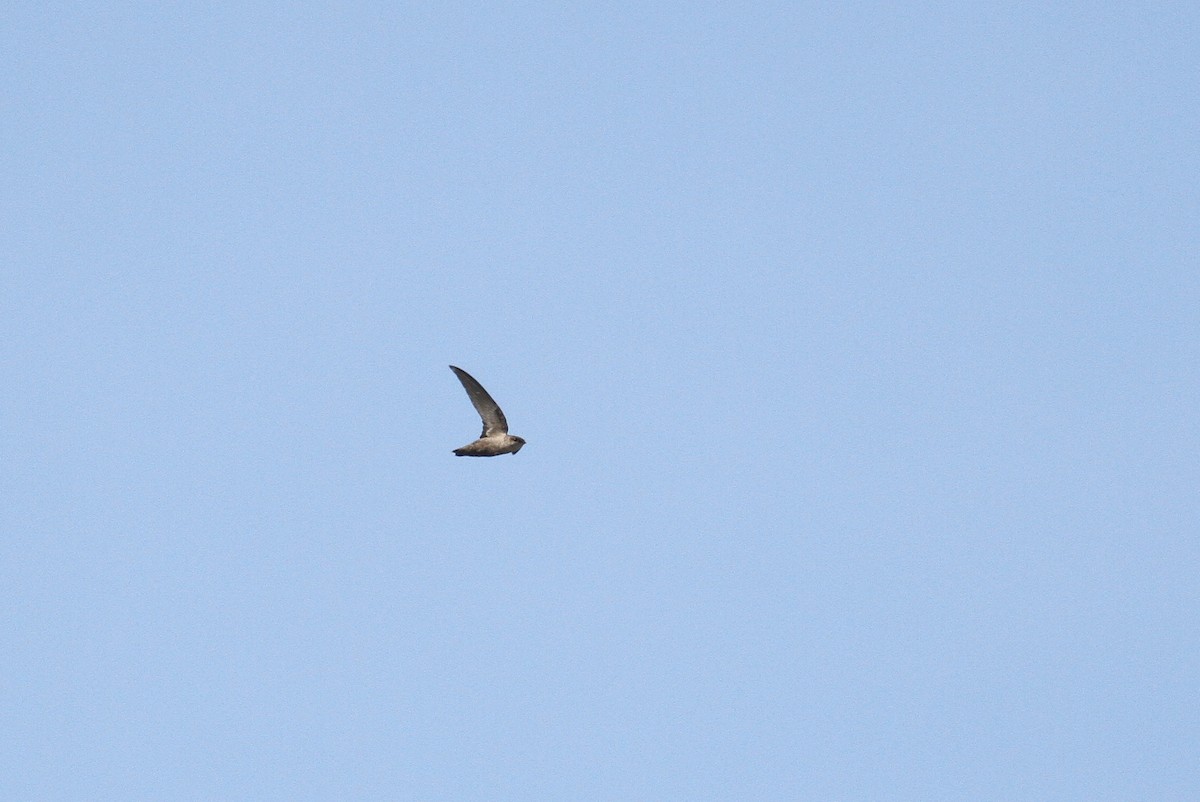 Chimney Swift - Alex Lamoreaux