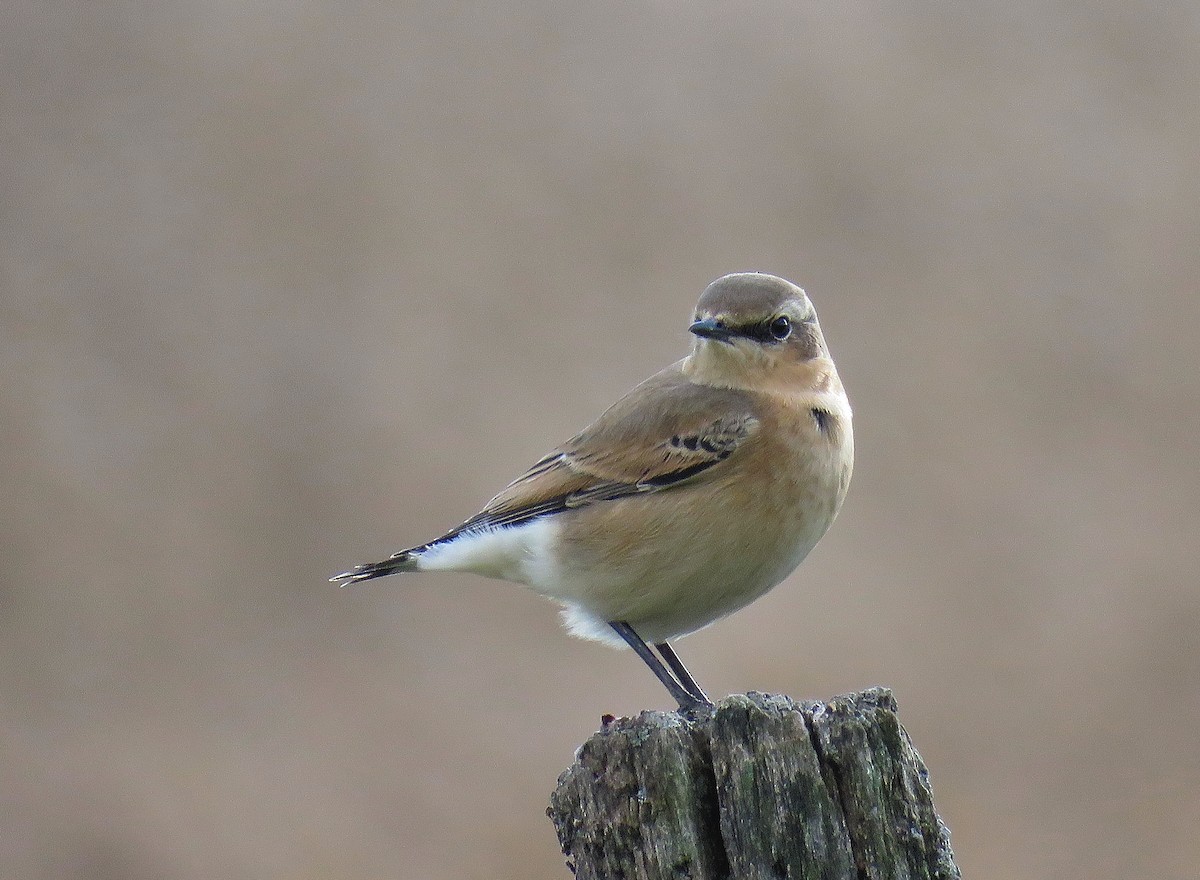 Northern Wheatear - ML120275351