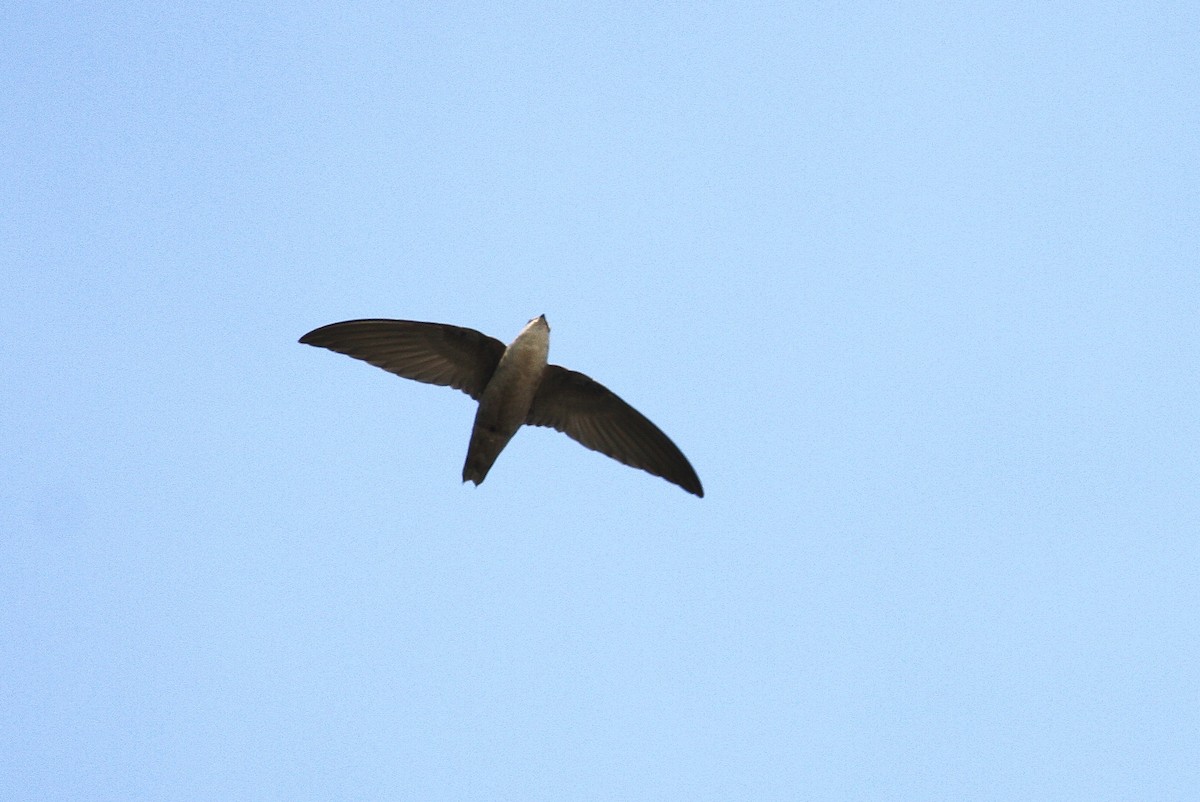 Chimney Swift - ML120275491