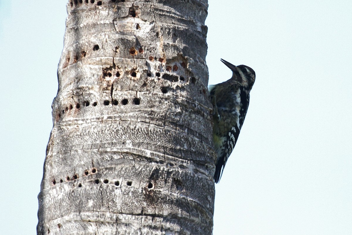 Yellow-bellied Sapsucker - ML120275591