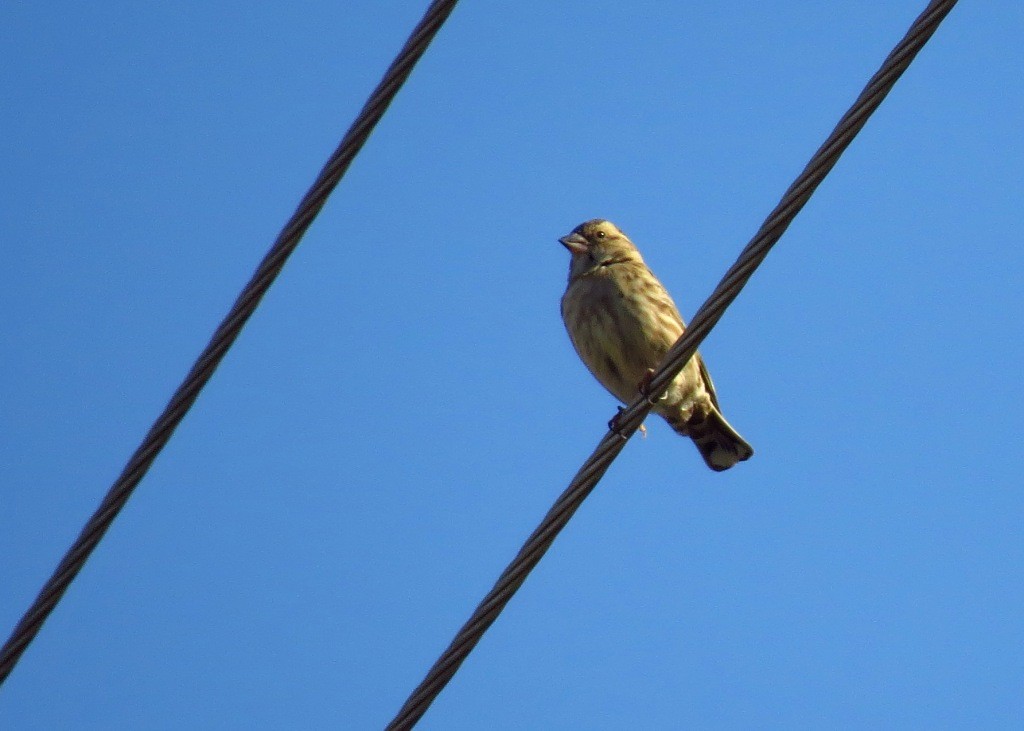 Rock Sparrow - ML120276921