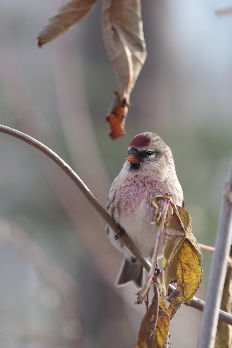 Common Redpoll - ML120276991