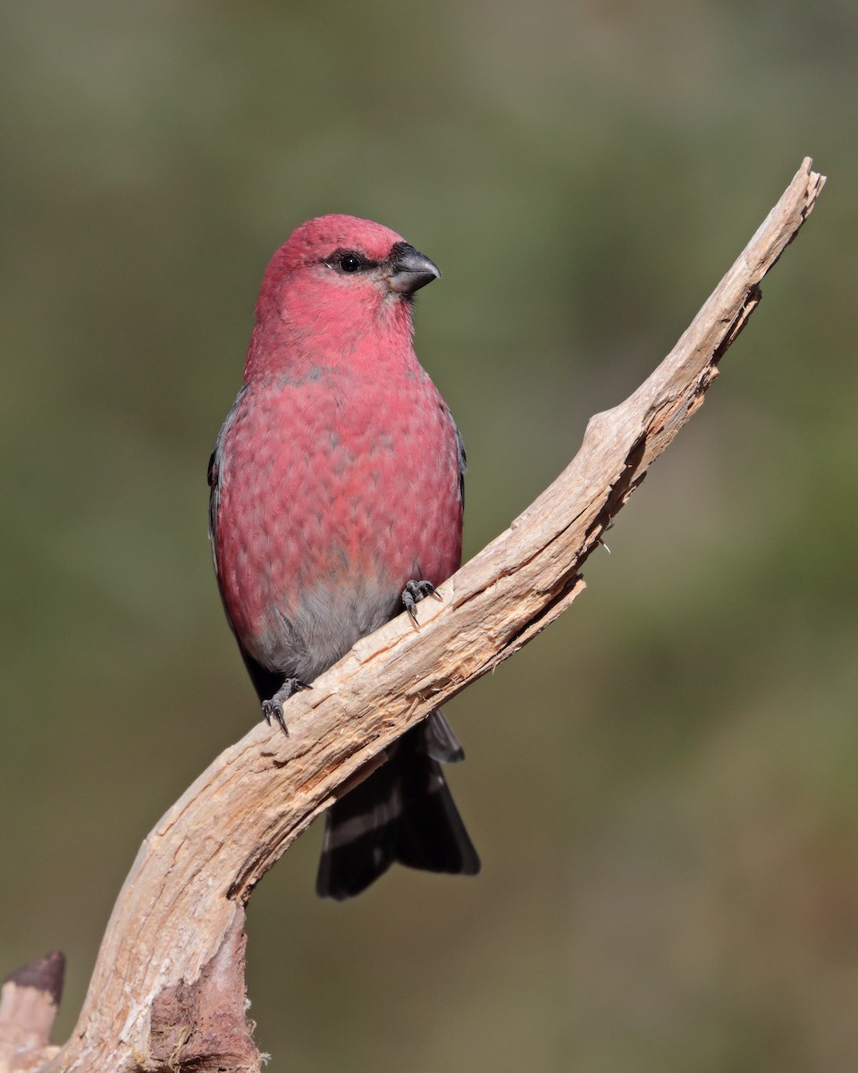 Pine Grosbeak - bellemare celine
