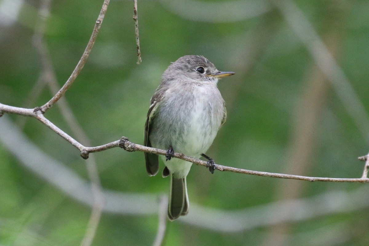 Gray Flycatcher - ML120277251