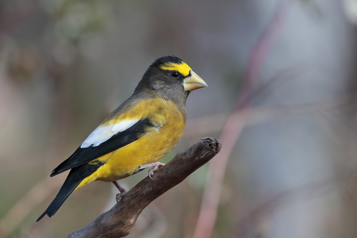 Evening Grosbeak - bellemare celine