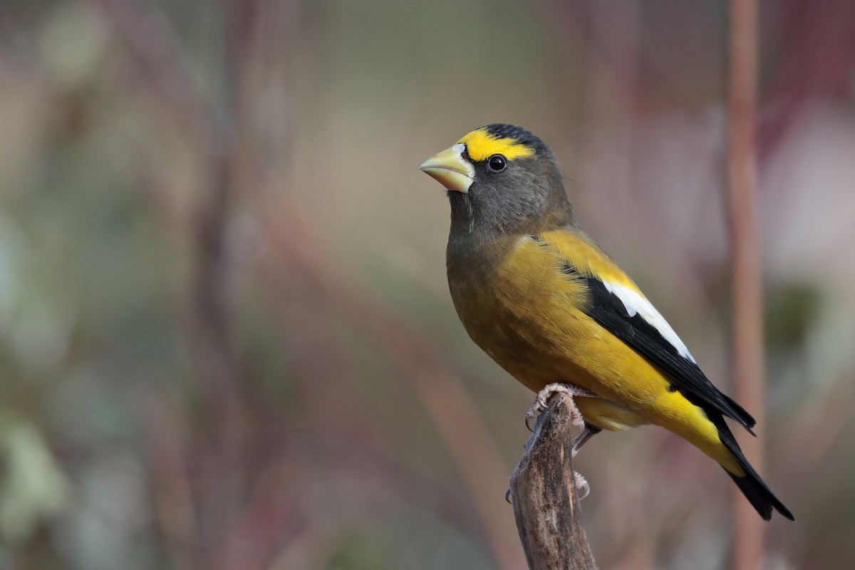Evening Grosbeak - bellemare celine