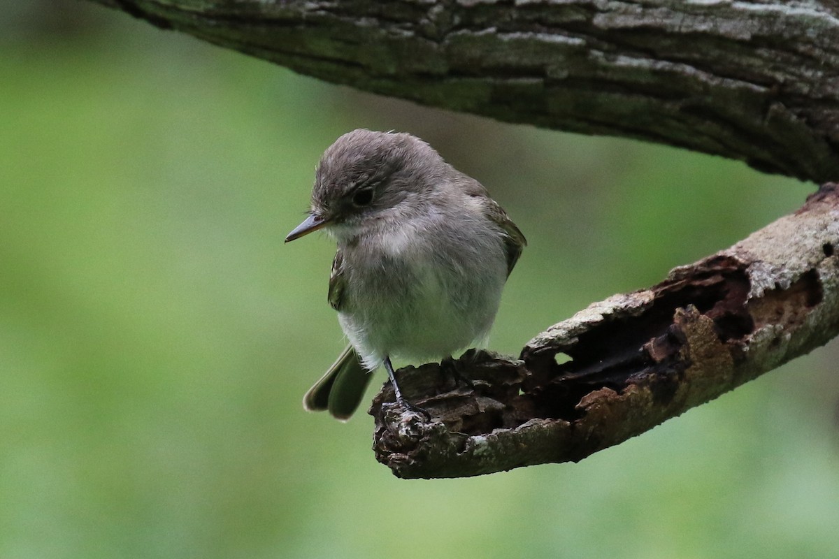 Gray Flycatcher - Dan Jones