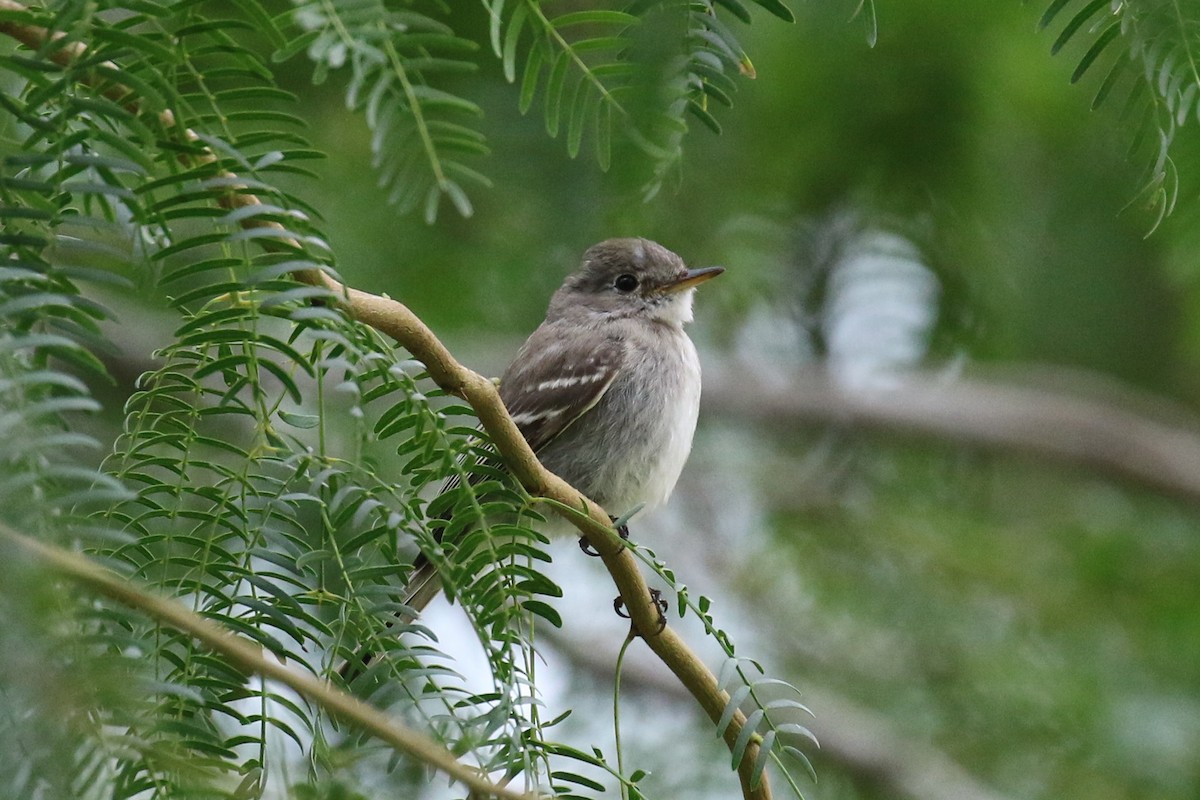 Gray Flycatcher - Dan Jones