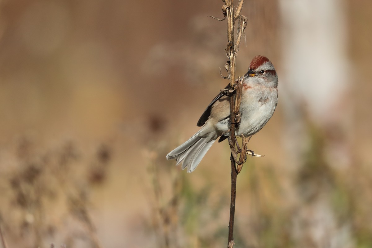 American Tree Sparrow - ML120277431