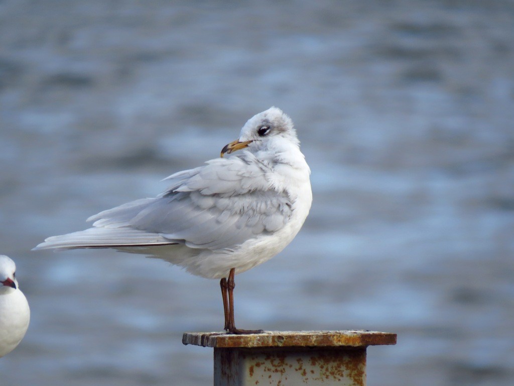 Mediterranean Gull - ML120277701