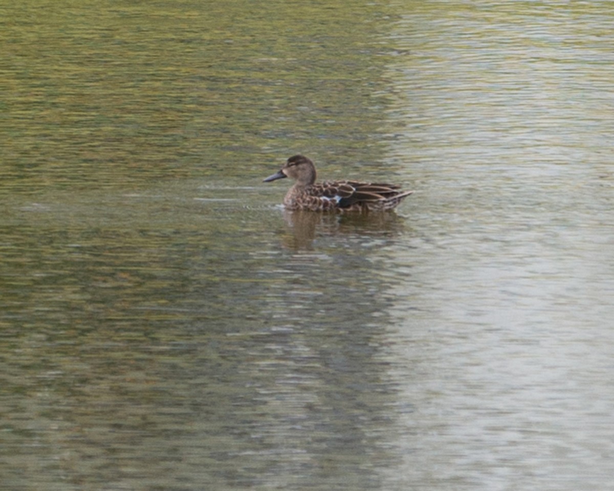 Blue-winged Teal - Russ Wigh