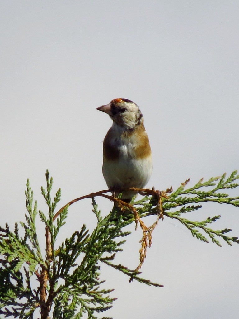 European Goldfinch - ML120277961