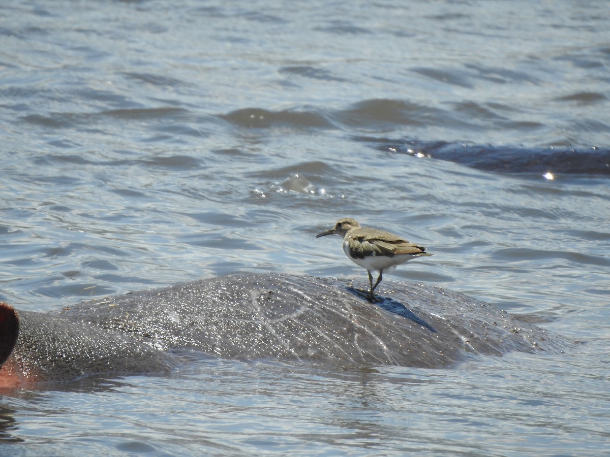 Common Sandpiper - ML120278821