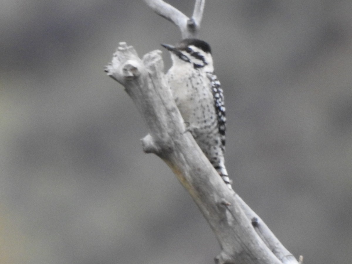 Ladder-backed Woodpecker - ML120278911