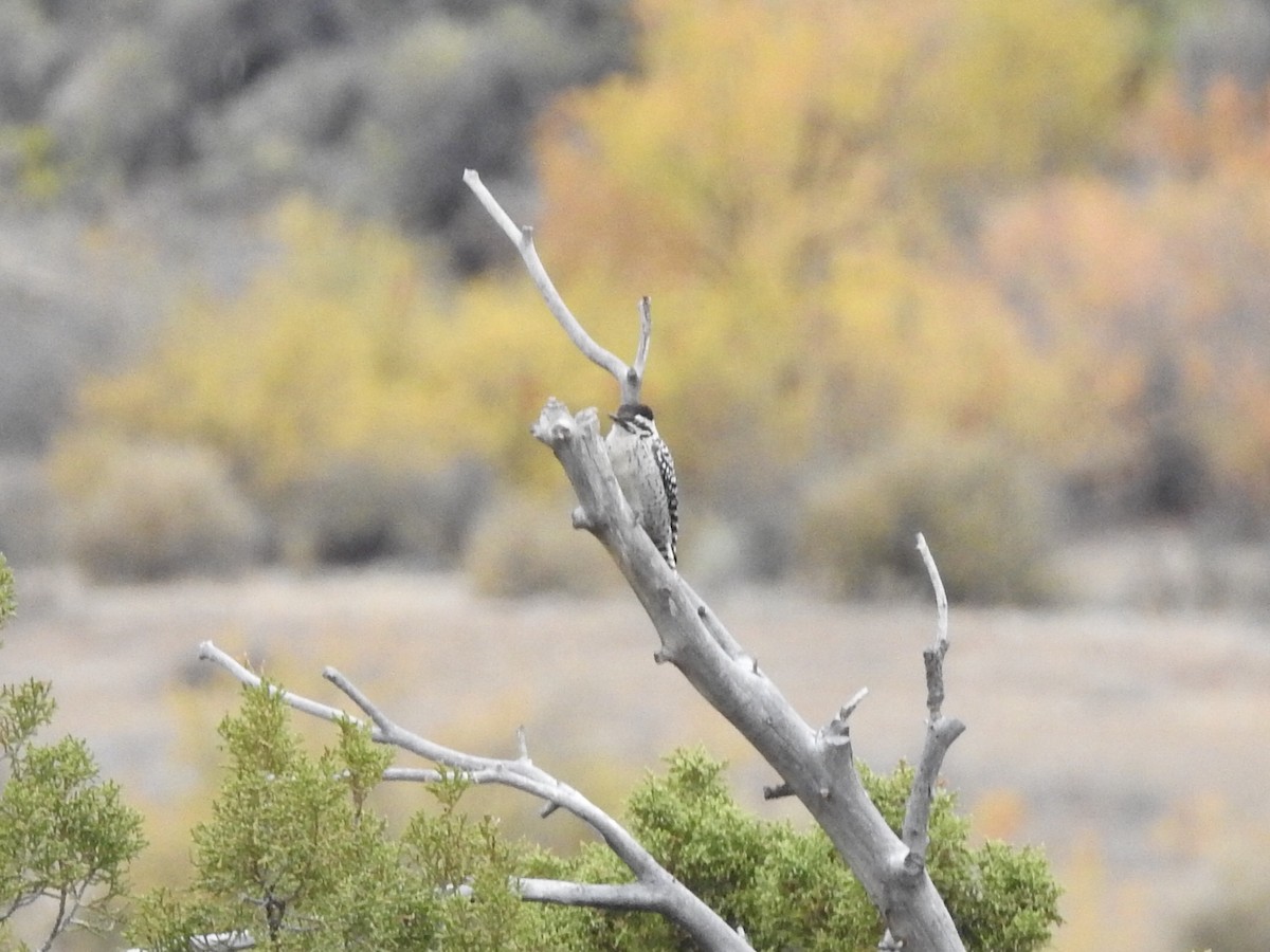 Ladder-backed Woodpecker - ML120278921