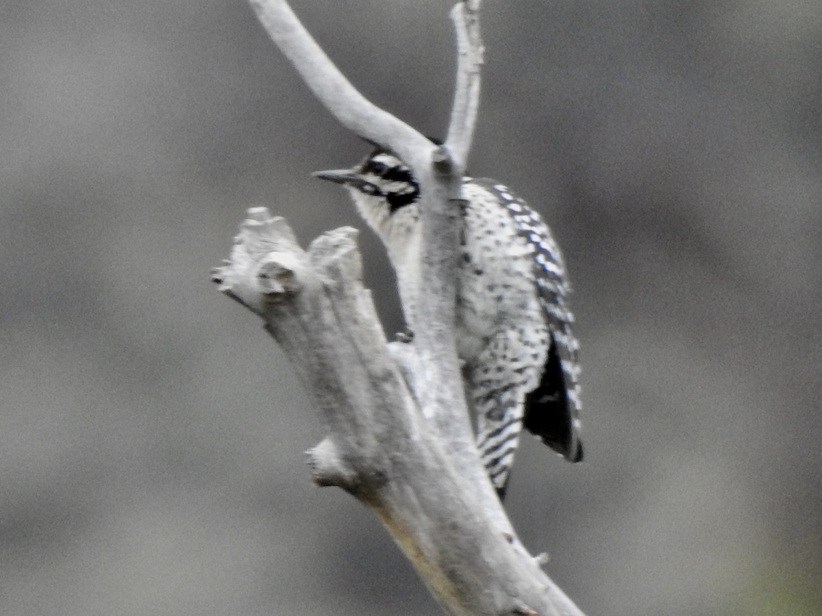 Ladder-backed Woodpecker - ML120278931