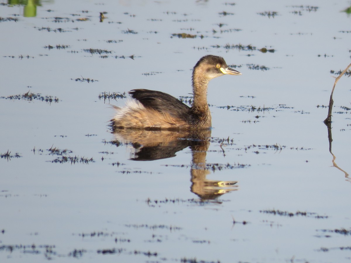 Australasian Grebe - ML120279371