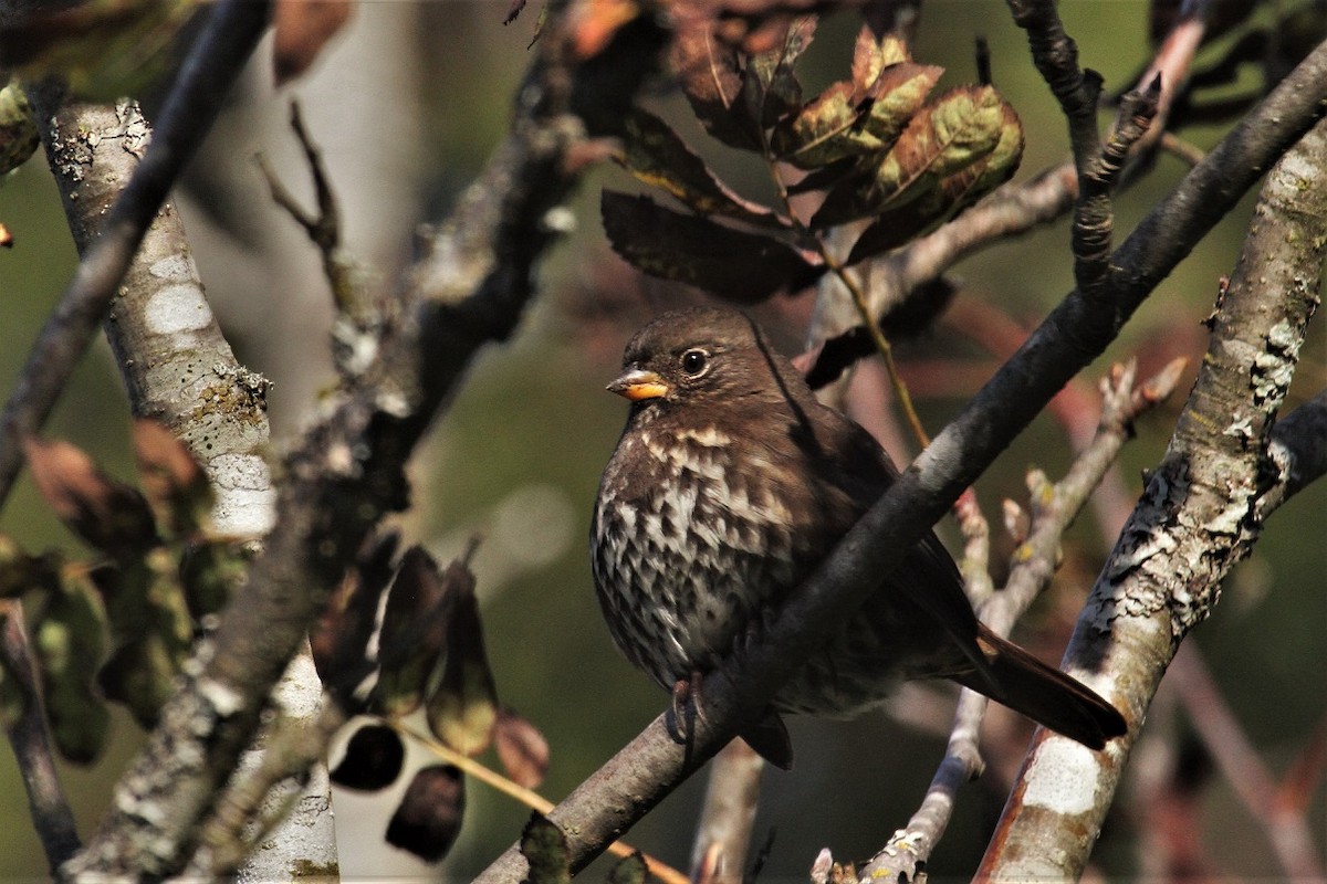 Fox Sparrow - ML120280521