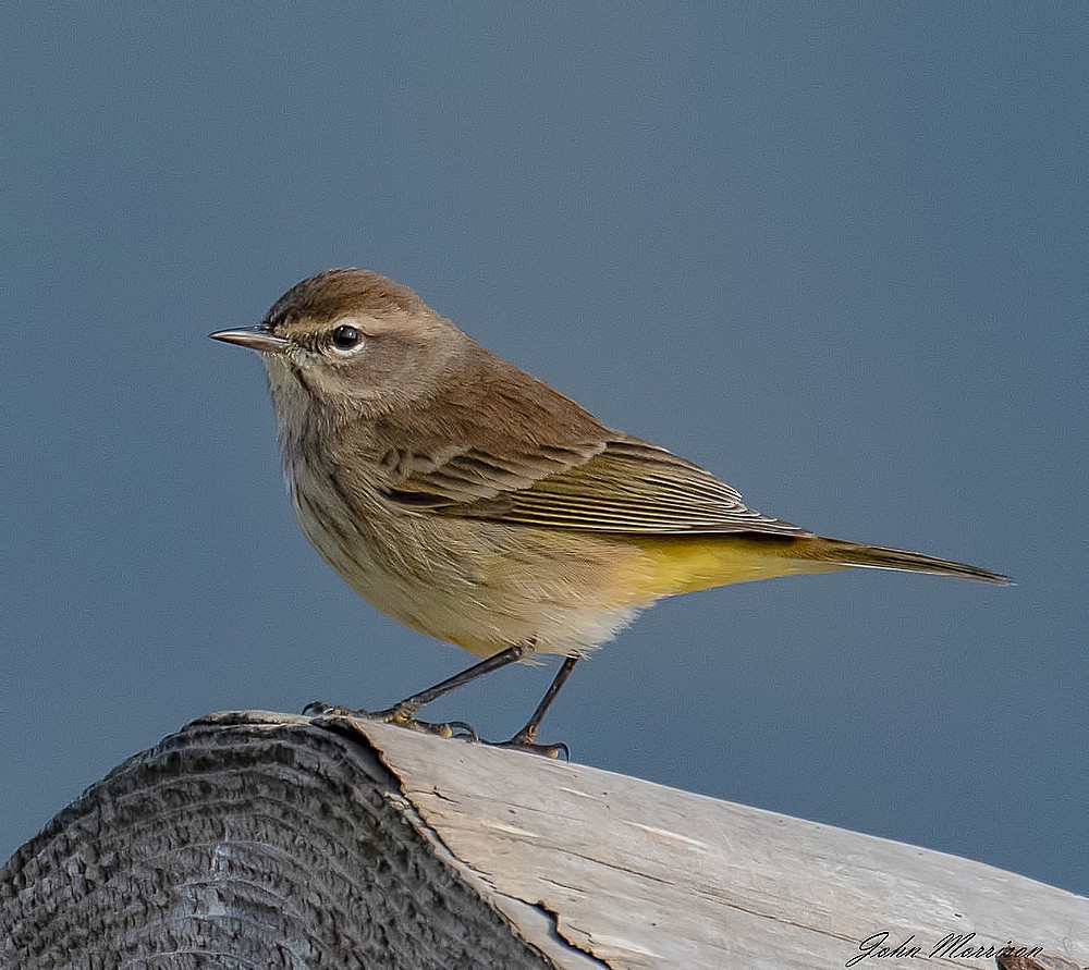 Palm Warbler - ML120280901