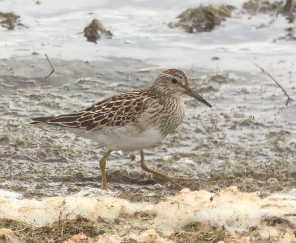 Pectoral Sandpiper - ML120282481