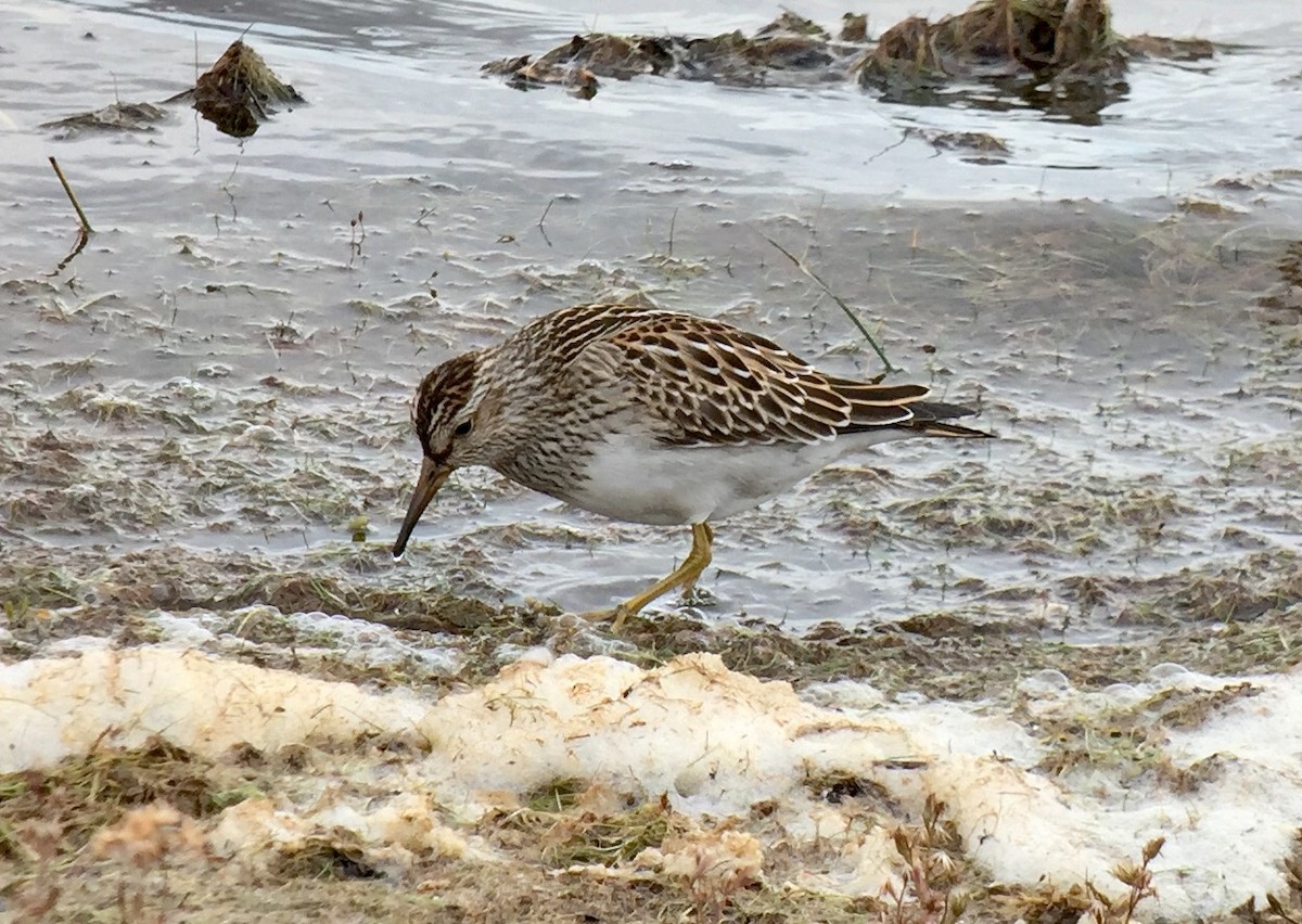 Pectoral Sandpiper - ML120282511