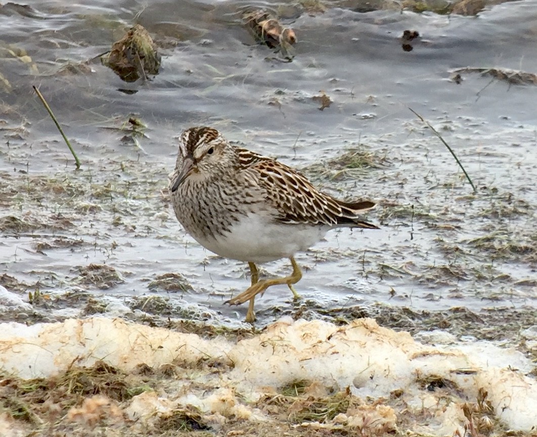 Pectoral Sandpiper - ML120282531