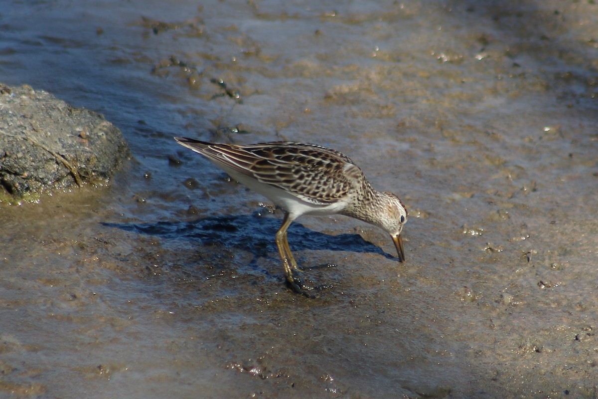 Bécasseau à poitrine cendrée - ML120282811