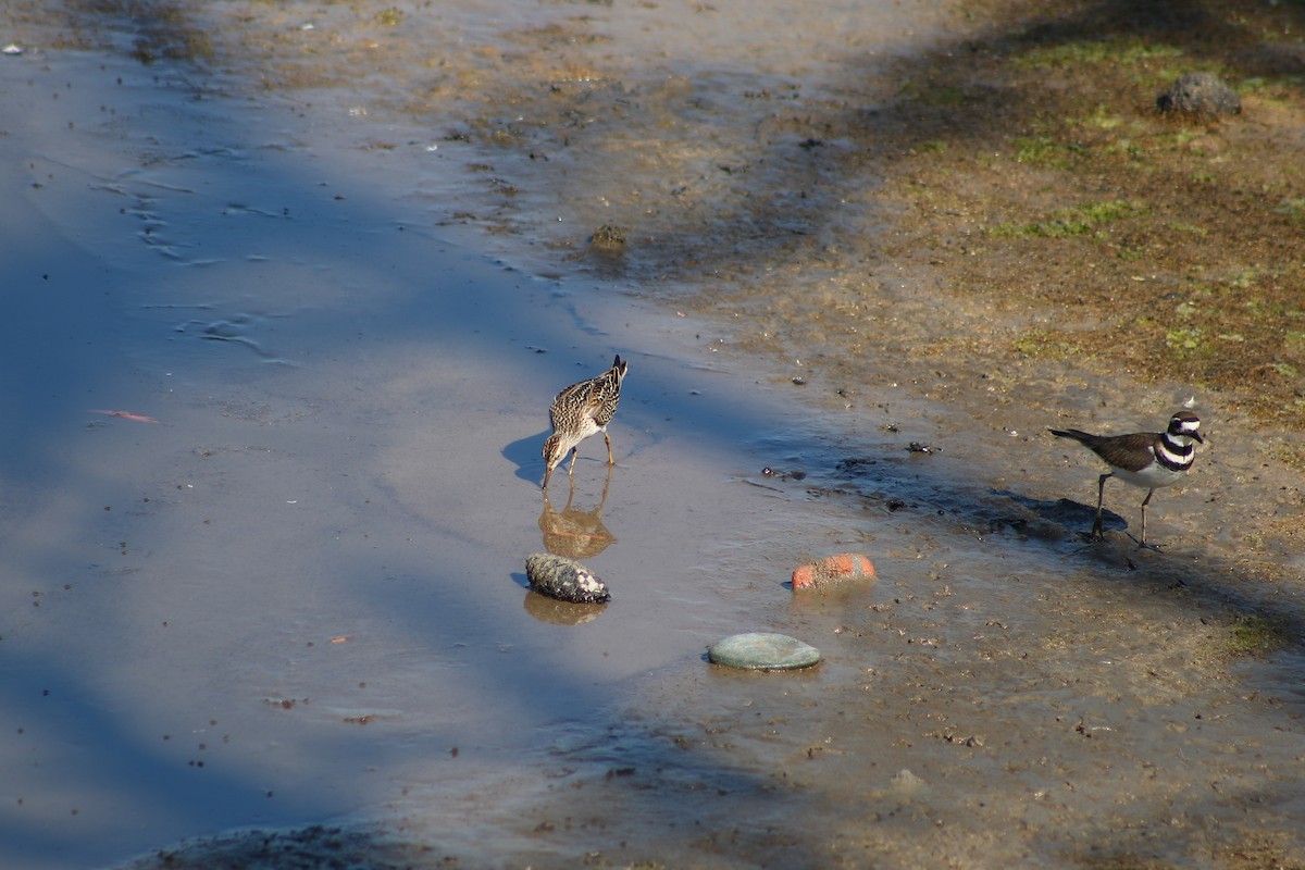 Pectoral Sandpiper - ML120282861