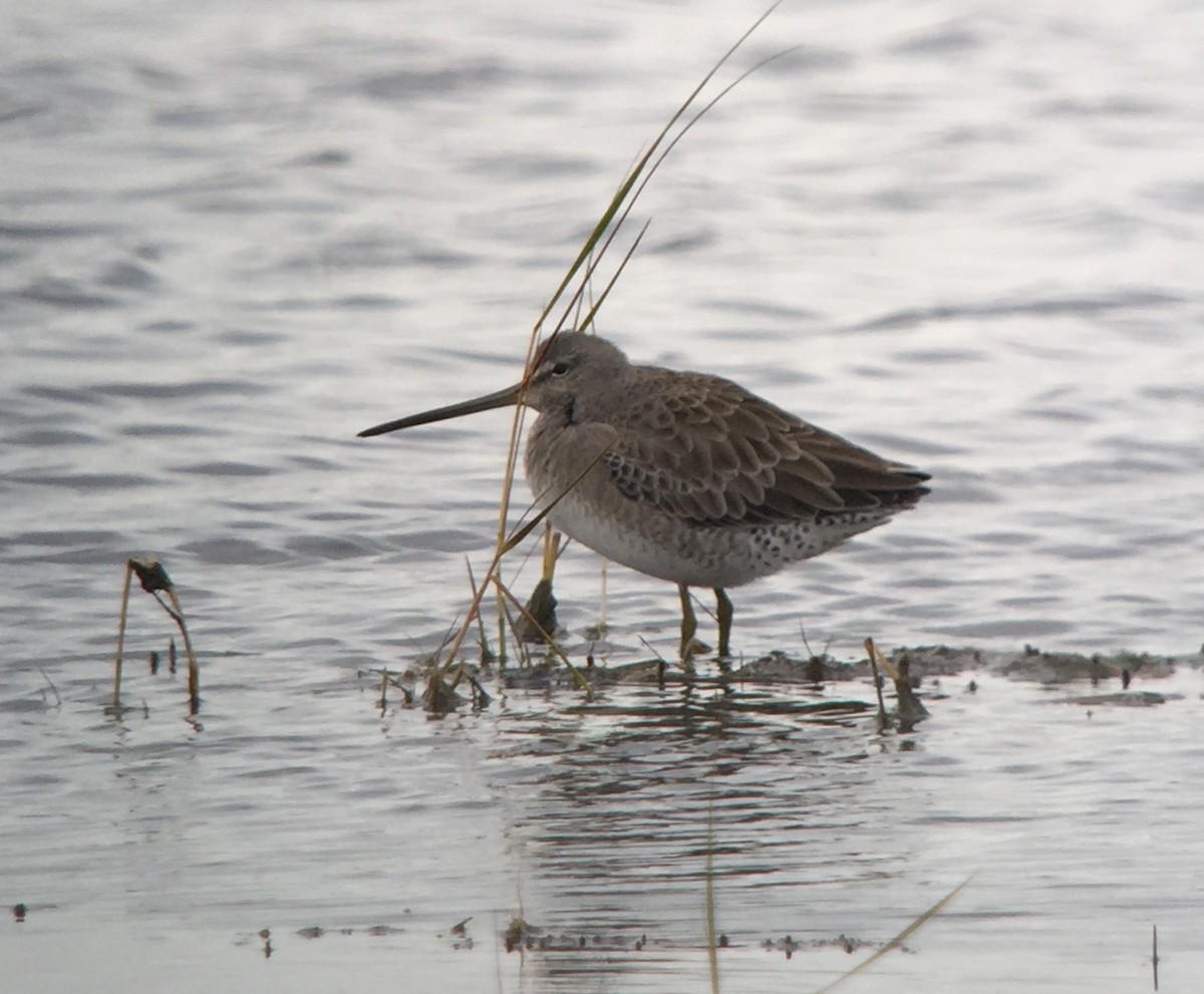 Long-billed Dowitcher - ML120282981