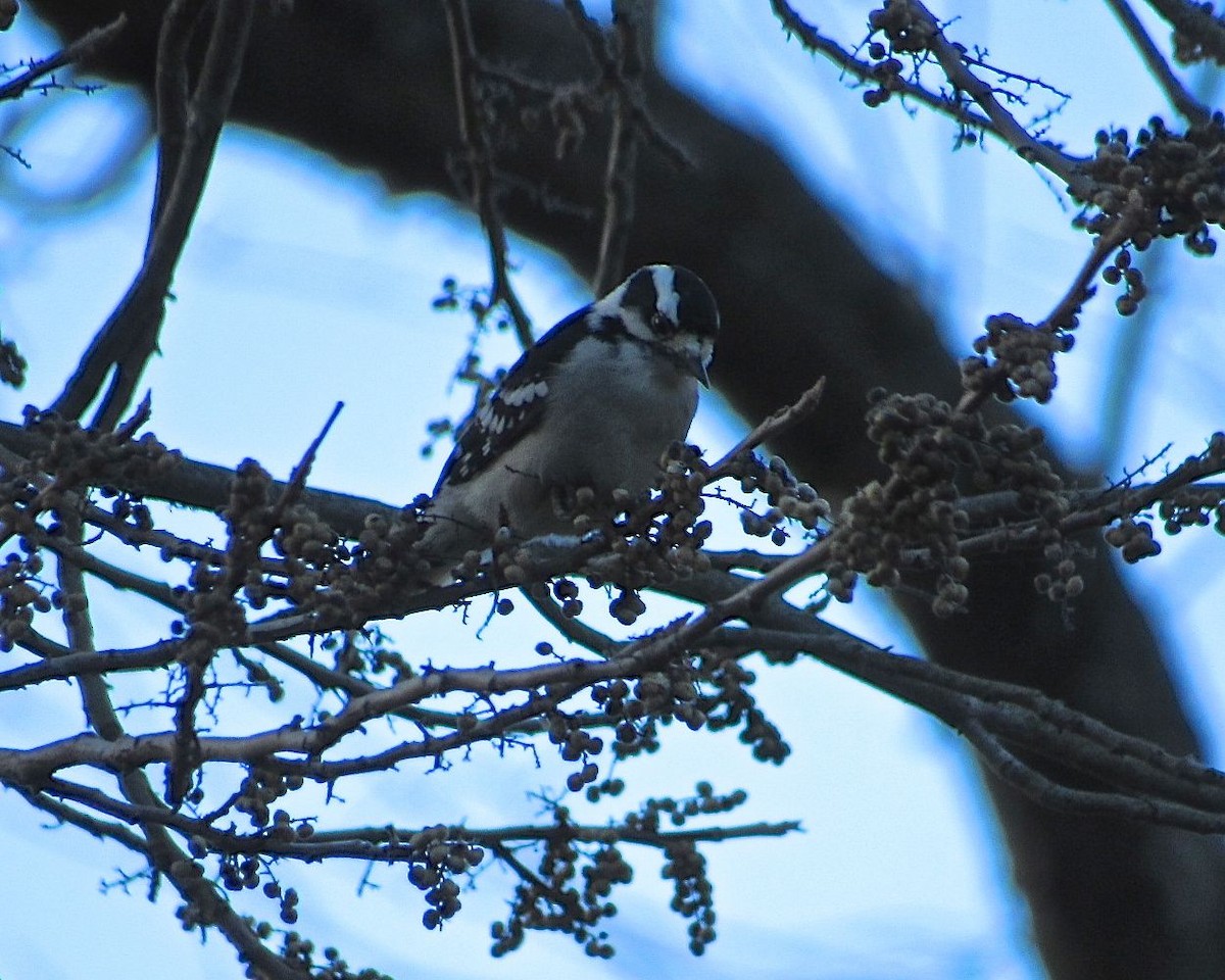 Downy Woodpecker - ML120283001