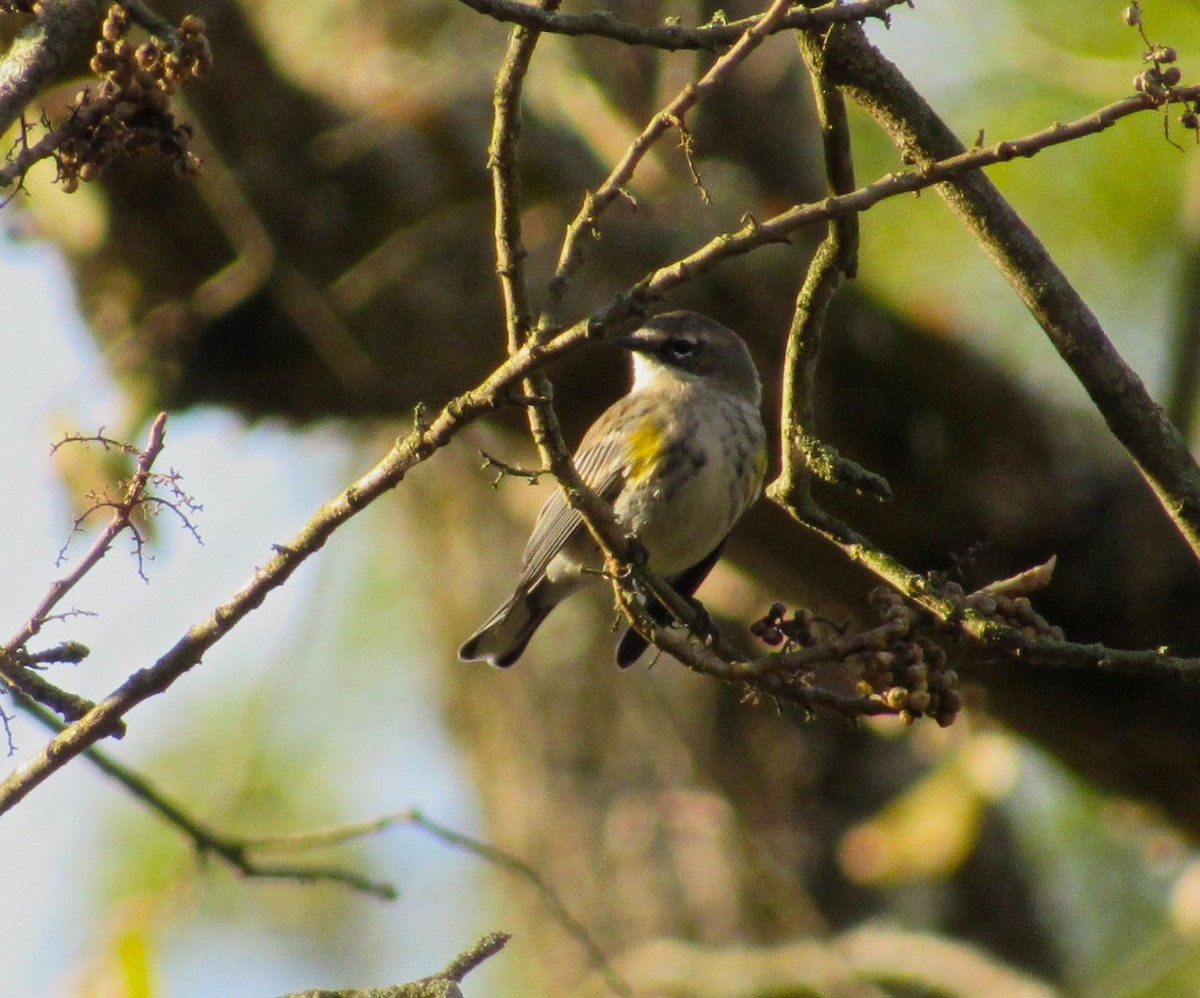 Yellow-rumped Warbler - ML120283181