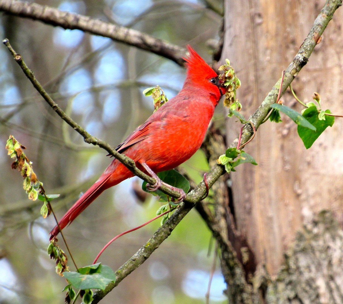 Cardinal rouge - ML120283271