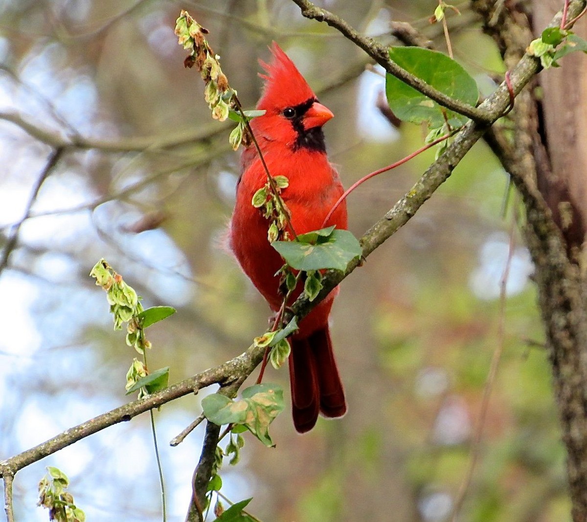 Cardinal rouge - ML120283371