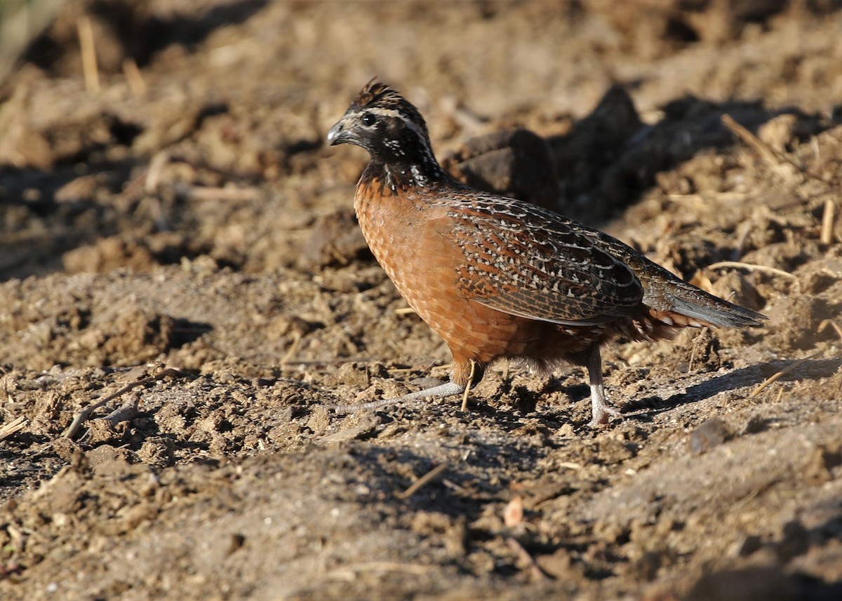 Northern Bobwhite - ML120284281