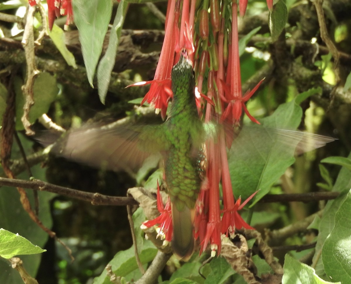 Chestnut-breasted Coronet - ML120285841