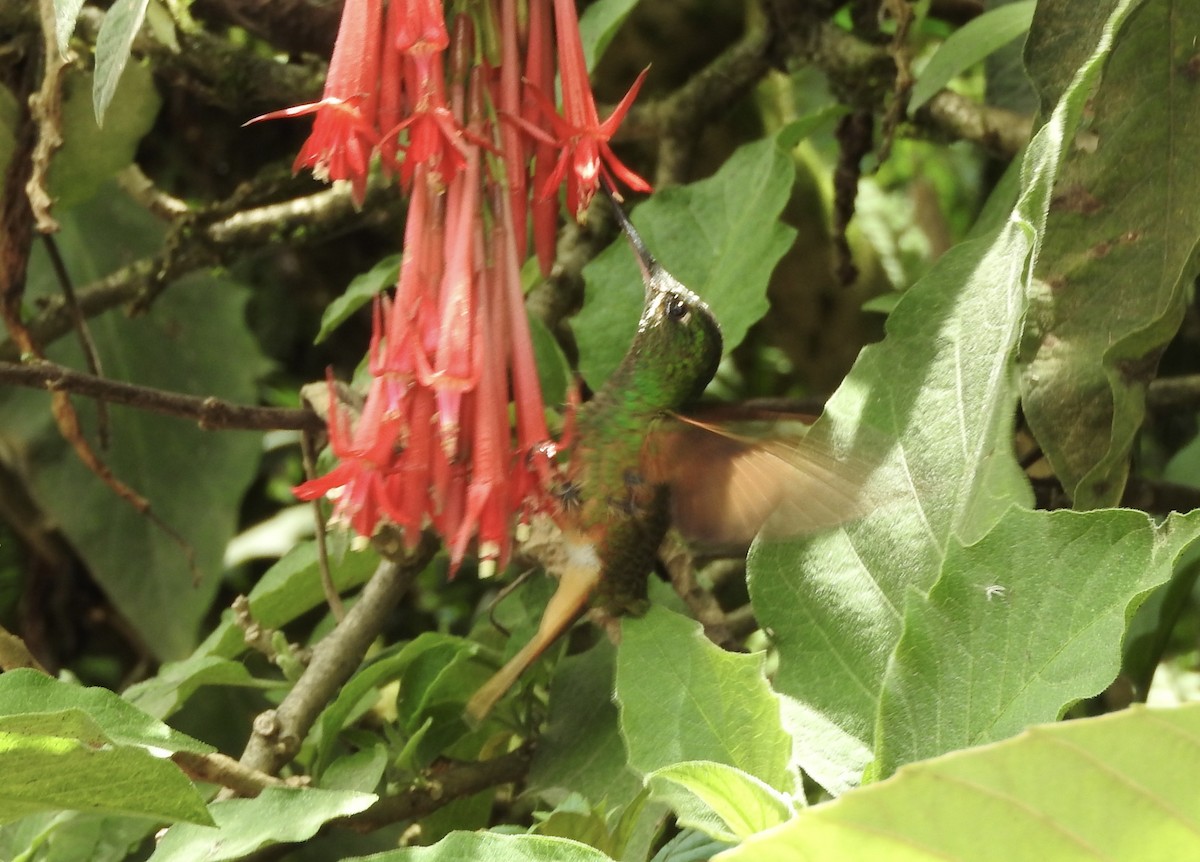 Chestnut-breasted Coronet - ML120285851