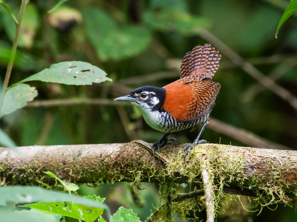 Bay Wren (South American) - Nick Athanas