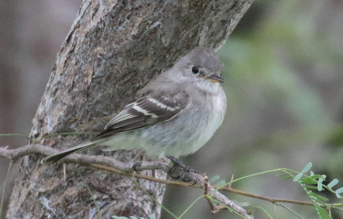 Gray Flycatcher - Peggy Rudman