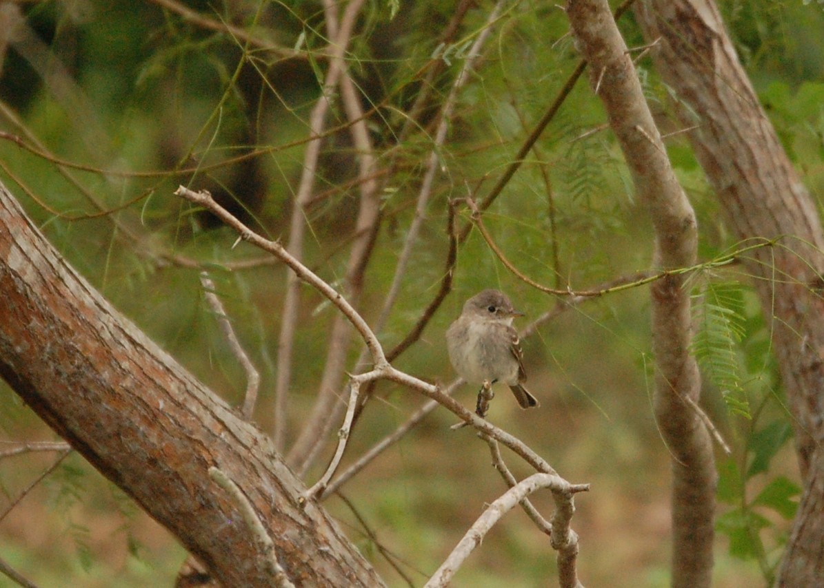 Gray Flycatcher - Javi Gonzalez