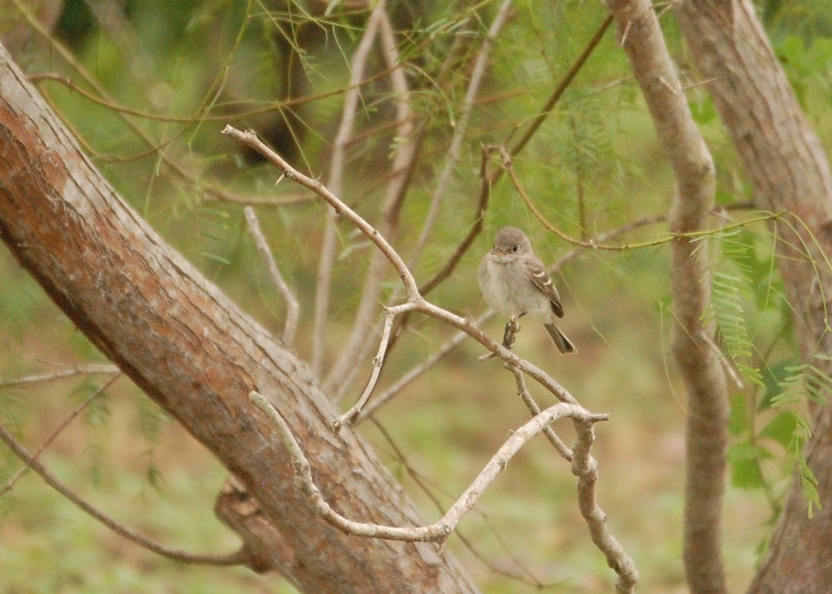 Gray Flycatcher - Javi Gonzalez