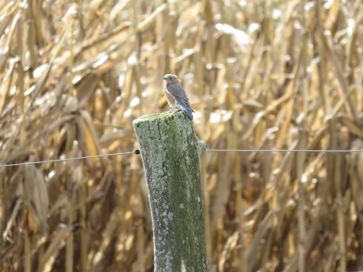 Eastern Bluebird - Cole DiFabio