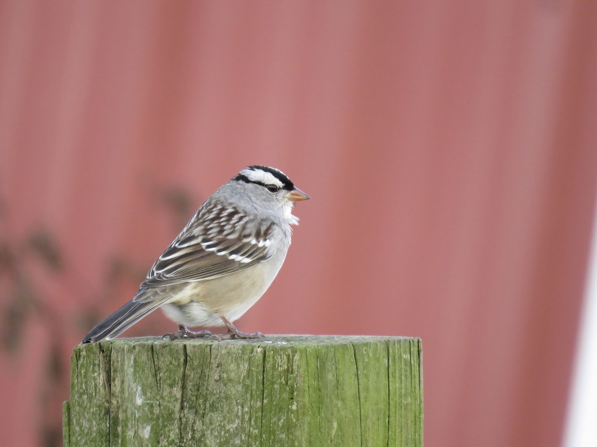 Bruant à couronne blanche (leucophrys) - ML120291181